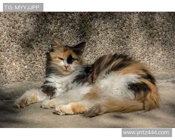 海牙与布雷达的较量结果揭晓谁将赢得这场精彩对决