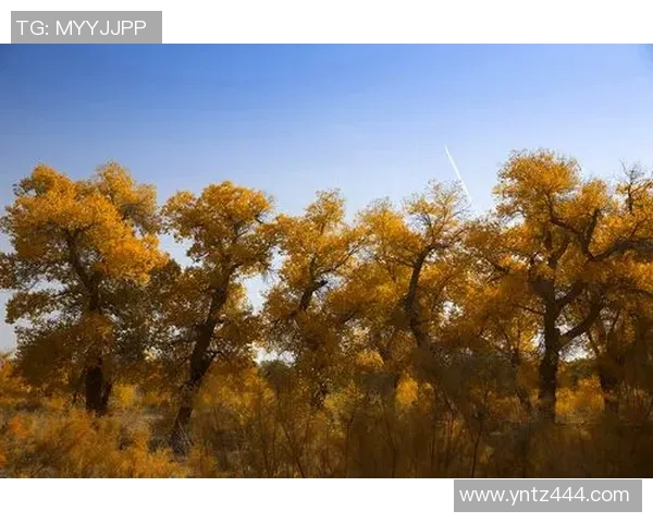 乒乓球新手必看：从零开始的比赛经验与技巧全面指南